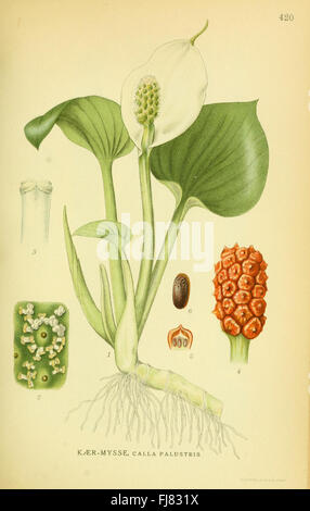Billeder af nordens flora (Plate 420) Stock Photo