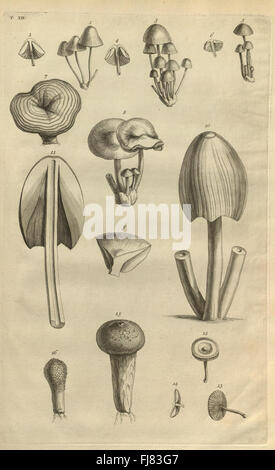 Botanicon parisiense, ou, Denombrement par ordre alphabetique des ...