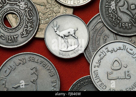 Coins of the United Arab Emirates. Sand Gazelle (Gazella subgutturosa marica) depicted in the UAE 25 fils coin. Stock Photo