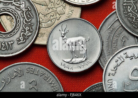 Coins of the United Arab Emirates. Sand Gazelle (Gazella subgutturosa marica) depicted in the UAE 25 fils coin. Stock Photo