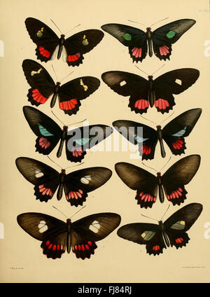 British Museum, Lepidoptera, Insects, Entomology, Catalogs, Natural ...
