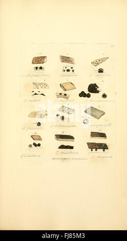 Coloured figures of English fungi or mushrooms (Tab. CCCLXXII) Stock Photo