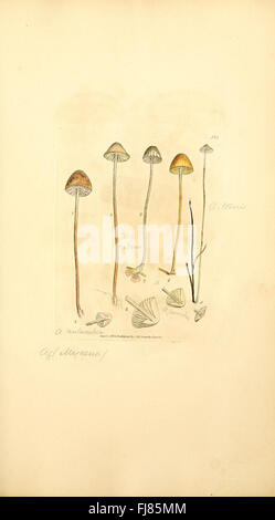 Coloured figures of English fungi or mushrooms (Tab. CCCLXXXV) Stock Photo