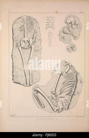 A study on the comparative anatomy of vertebrates, focusing on the ...