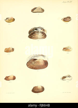 Illustrations of the shells of molluscous animals (Arca, Plate 3 Stock ...