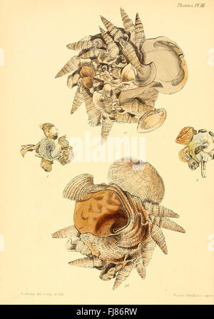 An illustration from 'Conchologia Iconica' depicting various species of ...