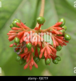 Rauvolfia serpentina,  Indian snakeroot, Sarpagandha, small shrub with elliptic leaves in whorls of 3-6, important in medicine Stock Photo