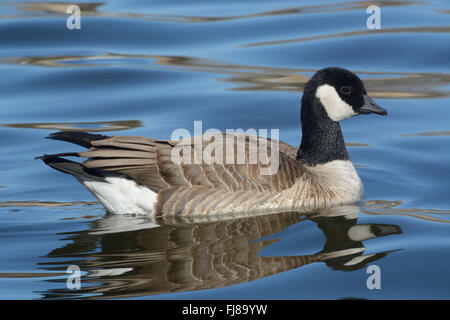 Cackling goose (Branta hutchinsii) swimming on lake.  Once considered a variety of the Canada Goose, now a separate species. Stock Photo