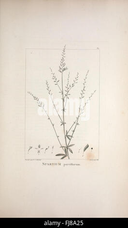 A botanical study describing new and lesser-known plants, with ...