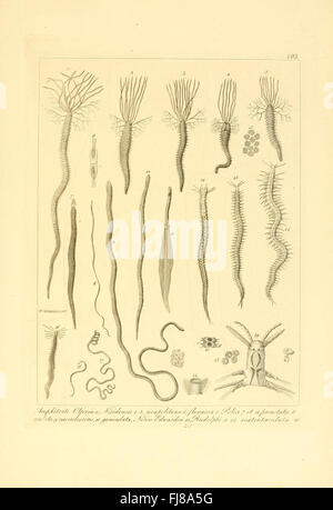 Descrizione e notomia degli animali invertebrati della Sicilia citeriore (Plate 105) Stock Photo