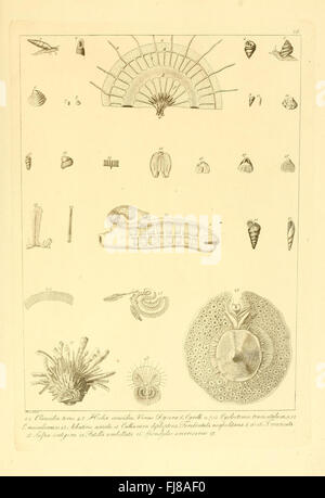 Descrizione e notomia degli animali invertebrati della Sicilia citeriore (Plate 66) Stock Photo