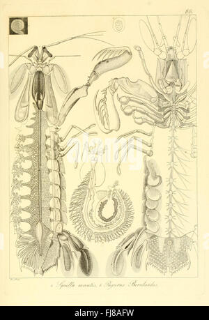 An Italian work detailing the anatomy and species of invertebrates from ...
