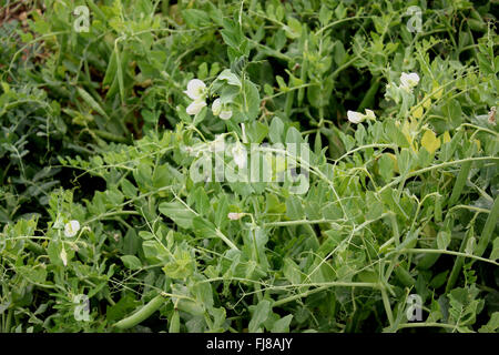 Garden Pea, Pisum sativum, herb with pinnate leaves with terminal tendrils for support, green pods with rounded seeds, vegetable Stock Photo