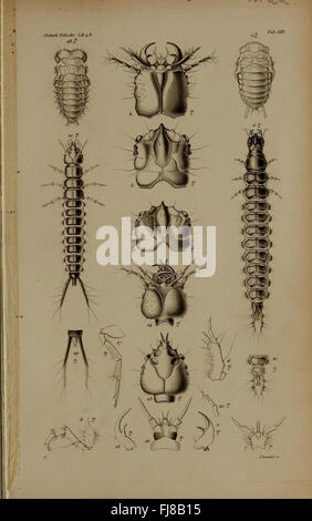De Metamorphosi Eleutheratorum Observationes, a detailed study of the ...