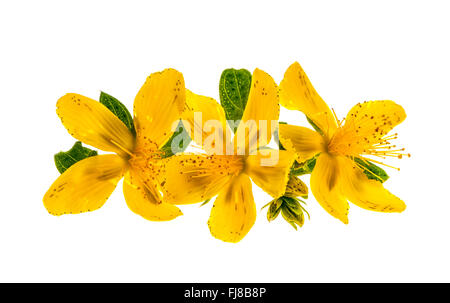 Yellow flowers of medicinal plant St. John's Wort close up with leaves isolated on white background Stock Photo