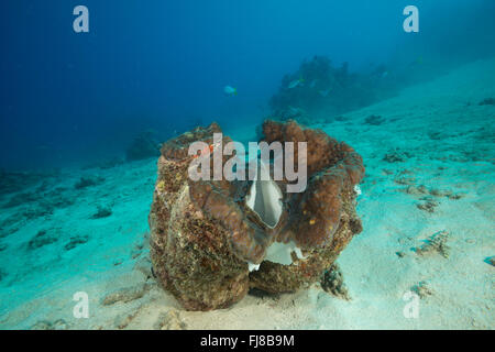 Giant clam (Tridacna gigas) in the reef.  There were very many big healthy giant clams in the surveryed reefs. Stock Photo