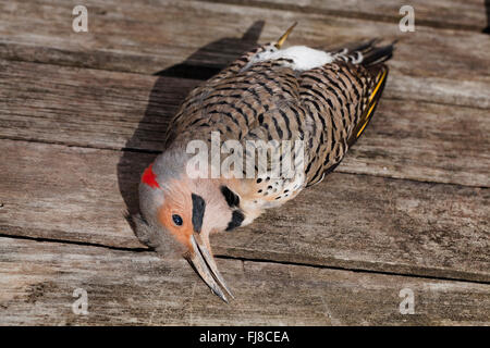Dead Northern Flicker bird (Colaptes auratus) - Virginia USA Stock Photo