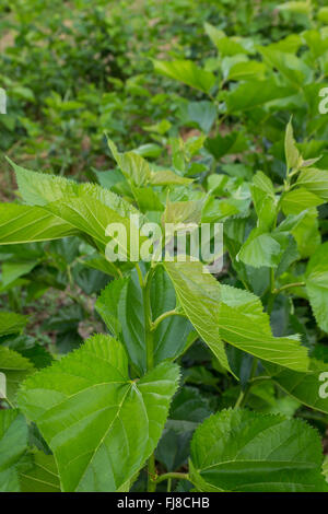 Mulberry leaf tree at field, for feed silkworm. Stock Photo