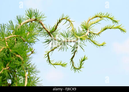 Larches are conifers in genus Larix Stock Photo