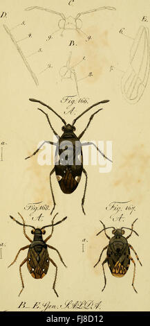 Die wanzenartigen Insecten. getreu nach der natur abgebildet und beschrieben (1831) Stock Photo