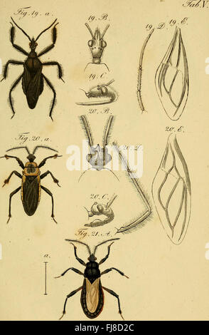 Die wanzenartigen Insecten. getreu nach der natur abgebildet und beschrieben (1831) Stock Photo