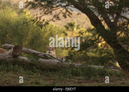 The lioness, Panthera leo, is majestic to watch, even when only napping on the African Serengeti Stock Photo