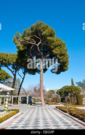 Pine tree and pergolas in Cecilio Rodriguez Gardens, Retiro Park, Madrid, Spain Stock Photo