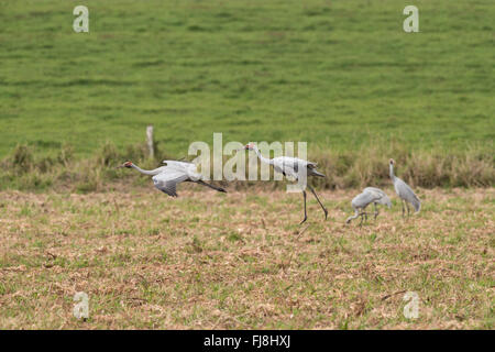 Australian cranes - Brolgas flying, dancing, playing or grazing on agricultural fields of the Atherton Tablelands. Australia has two cranes, the Brolga Grus rubicunda and rarer Sarus Crane Grus antigone. The Brolga is New Guinea's only crane, living mainly in the Trans-Fly lowlands of Papua New Guinea and Irian Jaya, Indonesia. Although Brolgas have occasionally been recorded in the Torres Strait, there is apparently no regular migration or interbreeding between New Guinea and Australian Brolgas. The Sarus Crane occurs in India, South-east Asia and Australia. Genetic studies indicate it's more Stock Photo