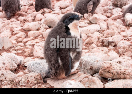 Adelie penguin (Pygoscelis adeliae) single moulting chick standing on pebbles in breeding colony, Paulet island, Antarctica Stock Photo