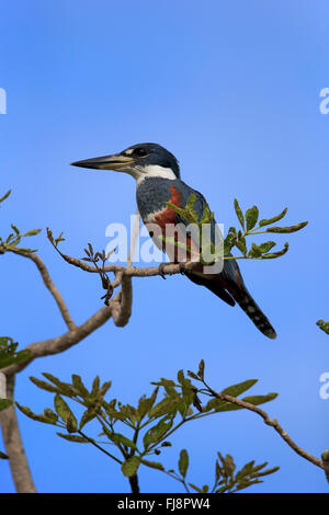 Ringed Kingfisher, adult on branch, Pantanal, Mato Grosso, Brazil, South America / (Ceryle torquata) Stock Photo