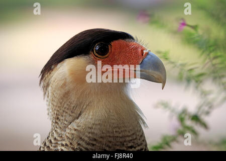 Crested Caracara, adult portrait, Pantanal, Mato Grosso, Brazil, South America / (Polyborus plancus) Stock Photo