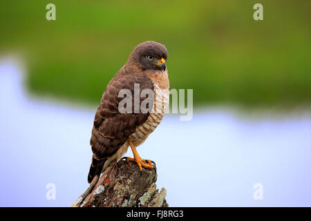 Road-side Hawk, adult on branch, Pantanal, Mato Grosso, Brazil, South America / (Rupornis magnirostris) Stock Photo