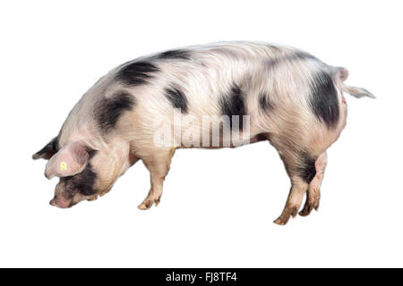Buntes Bentheimer Schwein, Sus scrofa domesticus, Stock Photo