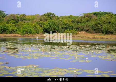 Waterhole with water lilies, blooming, Bundala Nationalpark, Sri Lanka, Asia / (Nymphaeaceae) Stock Photo