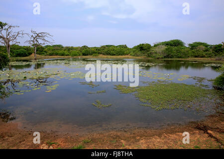 Waterhole with water lilies, blooming, Bundala Nationalpark, Sri Lanka, Asia / (Nymphaeaceae) Stock Photo