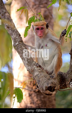 Red Monkey, adult female on tree, Yala Nationalpark, Sri Lanka, Asia / (Macaca sinica) Stock Photo