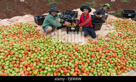 the farmer in LamDong provine havesting tomato Stock Photo