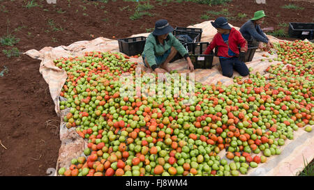 the farmer in LamDong provine havesting tomato Stock Photo