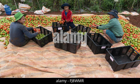 the farmer in LamDong provine havesting tomato Stock Photo