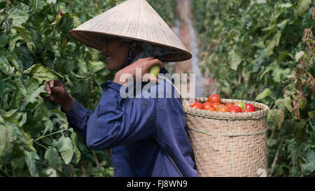 the farmer in LamDong provine havesting tomato Stock Photo