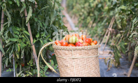 the farmer in LamDong provine havesting tomato Stock Photo