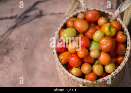 the farmer in LamDong provine havesting tomato Stock Photo