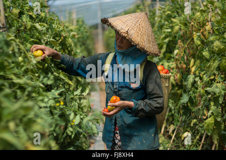 the farmer in LamDong provine havesting tomato Stock Photo