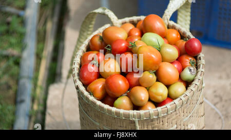 the farmer in LamDong provine havesting tomato Stock Photo