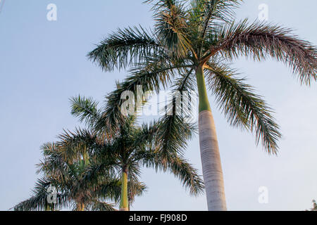 Large Palm Trees with blue sky background. Stock Photo