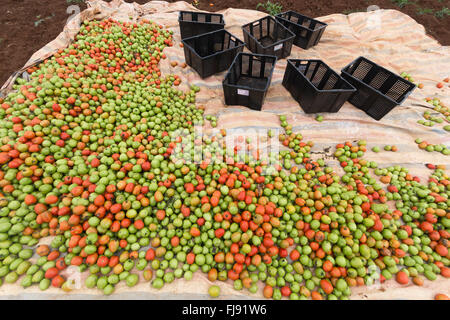 the farmer in LamDong provine havesting tomato Stock Photo