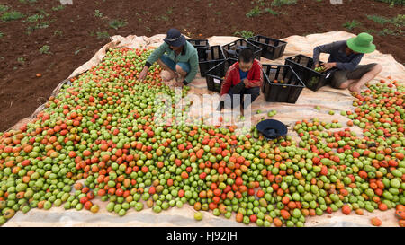 the farmer in LamDong provine havesting tomato Stock Photo