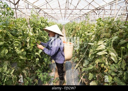 the farmer in LamDong provine havesting tomato Stock Photo