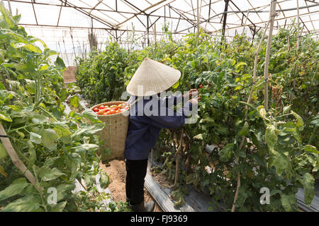 the farmer in LamDong provine havesting tomato Stock Photo