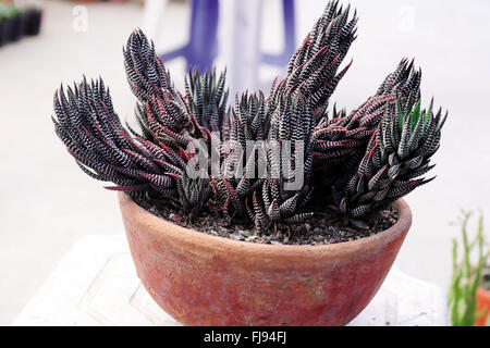 Cactus decorative, india, asia Stock Photo